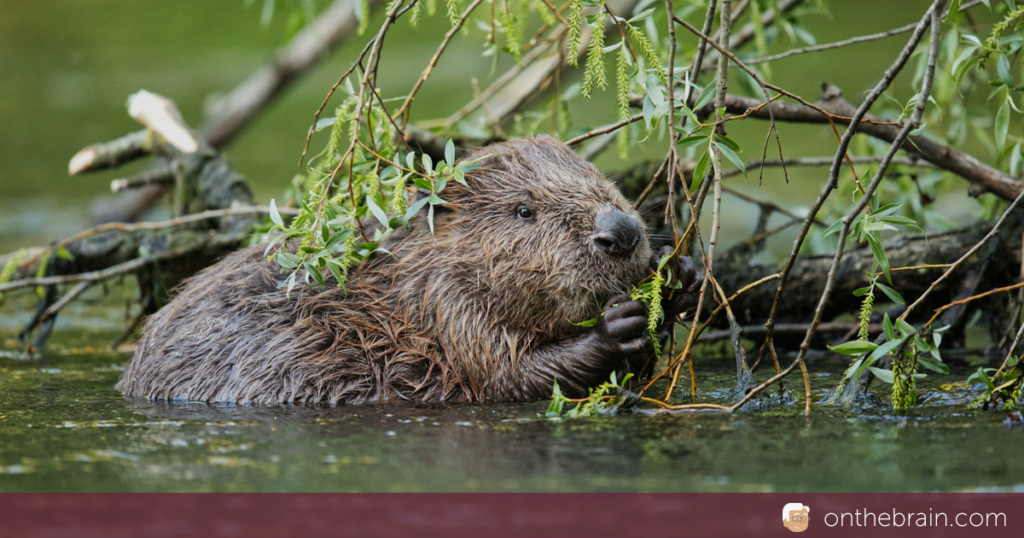 Marsupials and Beavers and Gliders, Oh My!