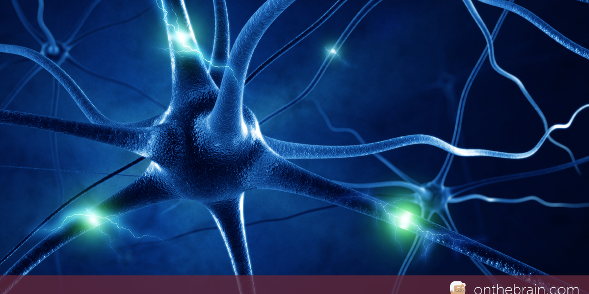 Acetylcholine Release Amps Up Brain’s Plasticity