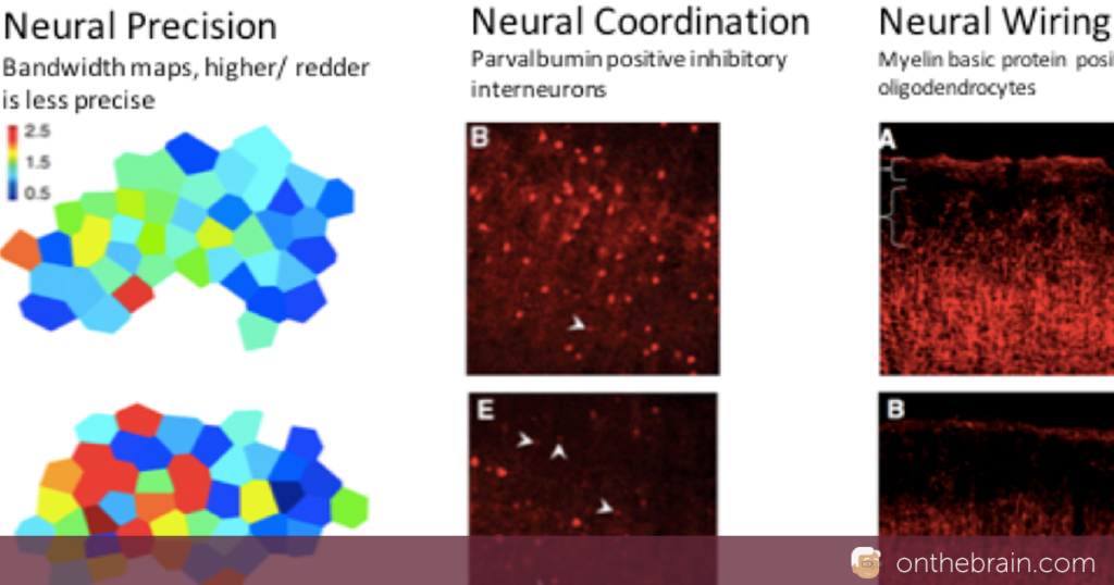 At the Cusp of Solving Cognitive Aging?